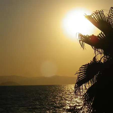 Nemo 波利克罗诺