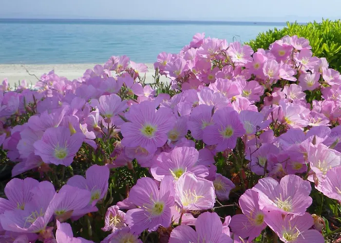 Aparthotel Nemo Polychrono